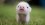 JazzyJaspig's Avatar